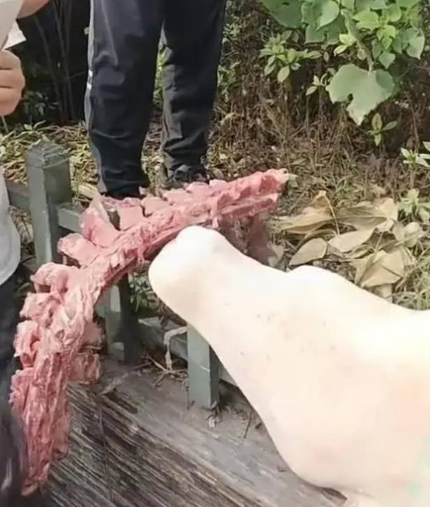 四川自贡一小学被曝使用发臭猪肉<strong></p>
<p>物流金融</strong>，官方通报：已封存，正在检测