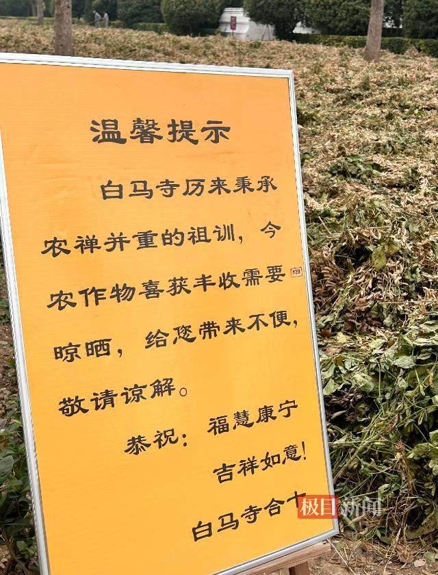 印乐方丈管理下的白马寺：僧人顶着高温种地<strong></p>
<p>学会</strong>，义工称寺里秉承农禅并重