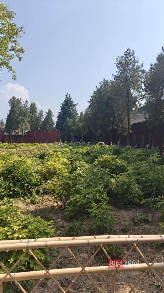 印乐方丈管理下的白马寺：僧人顶着高温种地<strong></p>
<p>学会</strong>，义工称寺里秉承农禅并重