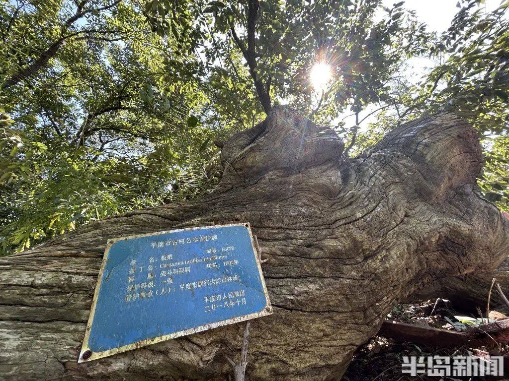 1014岁！青岛这棵“千年树王”<strong></p>
<p>长电科技股票</strong>，主干碳化严重，镂空处能站两人！每年仍可结果数十斤→