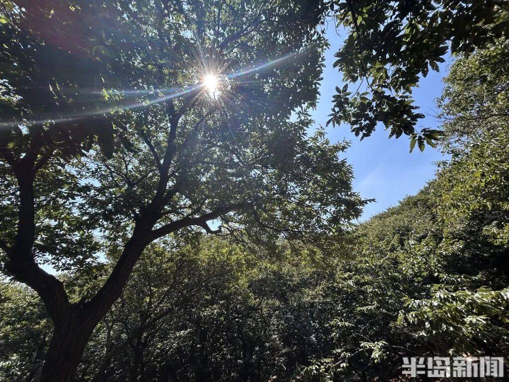 1014岁！青岛这棵“千年树王”<strong></p>
<p>长电科技股票</strong>，主干碳化严重，镂空处能站两人！每年仍可结果数十斤→