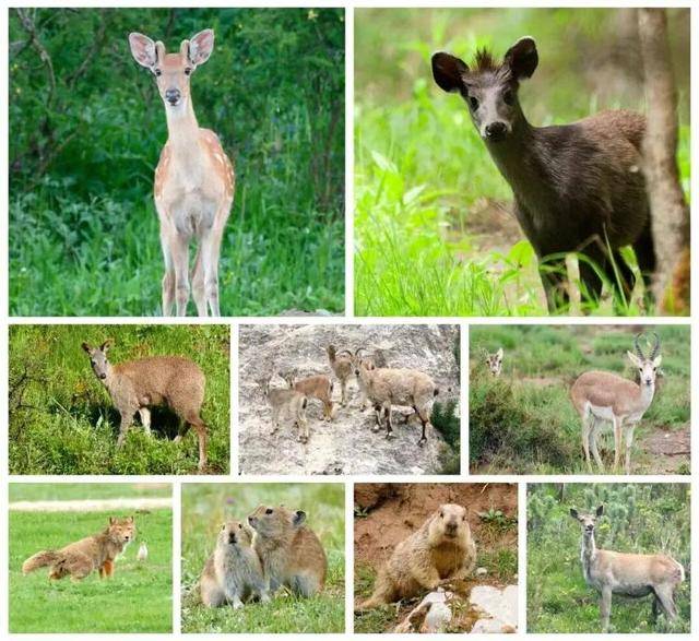 “感谢大家支持我大闹天宫……”蔡国强烟花秀现场感言视频披露<strong></p>
<p>美团股票</strong>，又遭质疑！