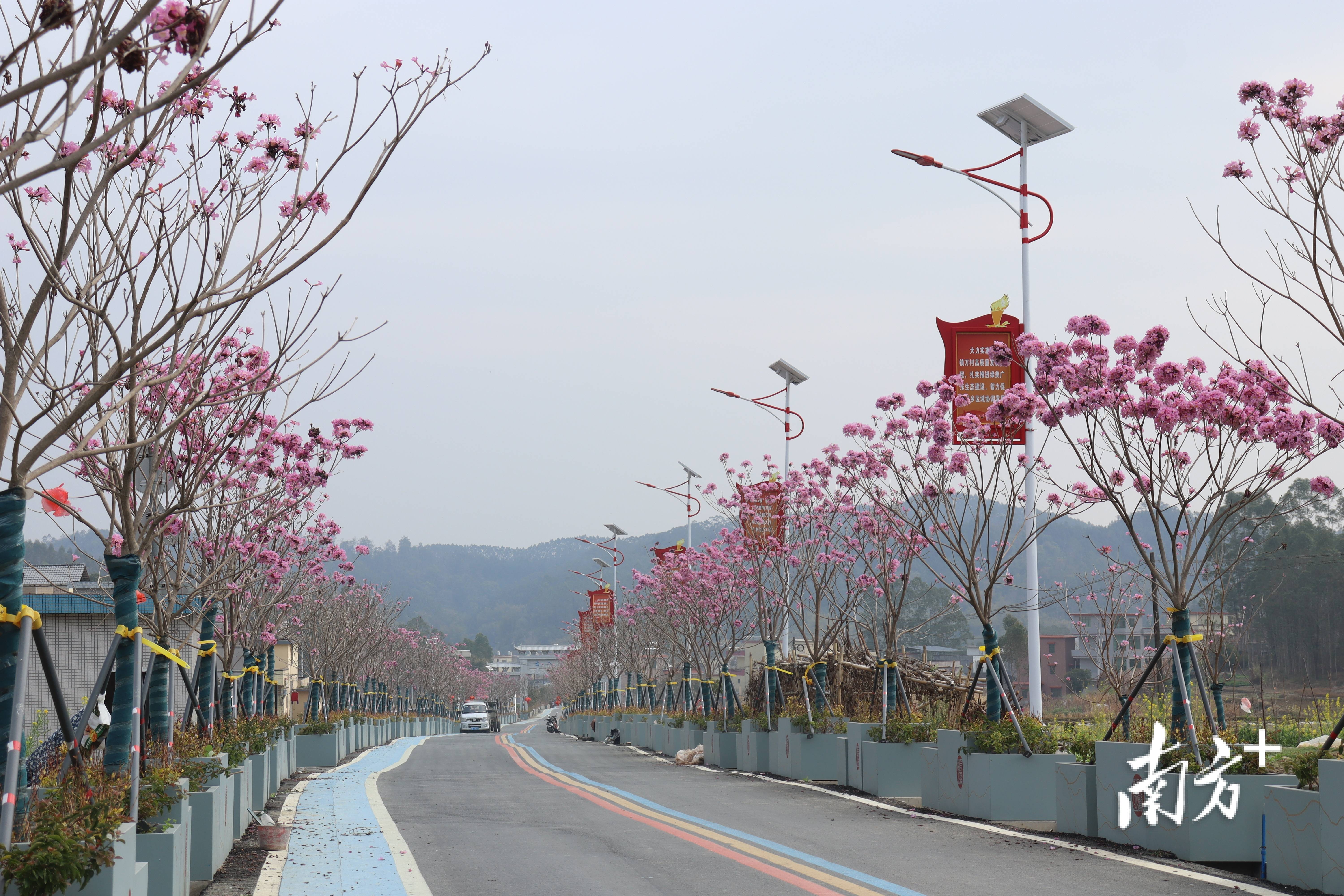 “外来媳妇”谭焕贞五年深耕，佛冈高岗宝山村换新貌