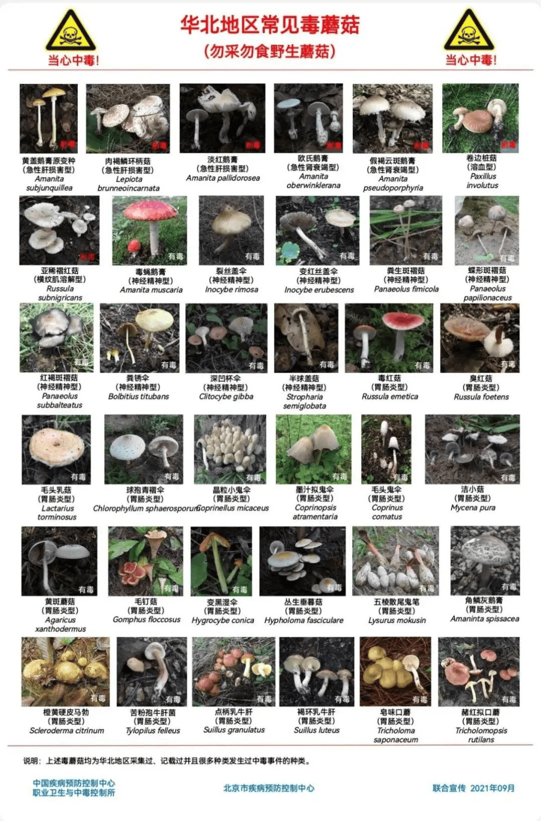 网红发文悼念婆婆：吃了邻居送的蘑菇中毒<strong></p>
<p>如何选股票</strong>，抢救四天四夜死亡！这些蘑菇避毒原则可能是陷阱→