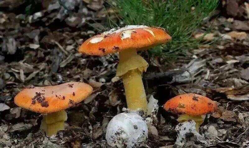 网红发文悼念婆婆：吃了邻居送的蘑菇中毒<strong></p>
<p>如何选股票</strong>，抢救四天四夜死亡！这些蘑菇避毒原则可能是陷阱→