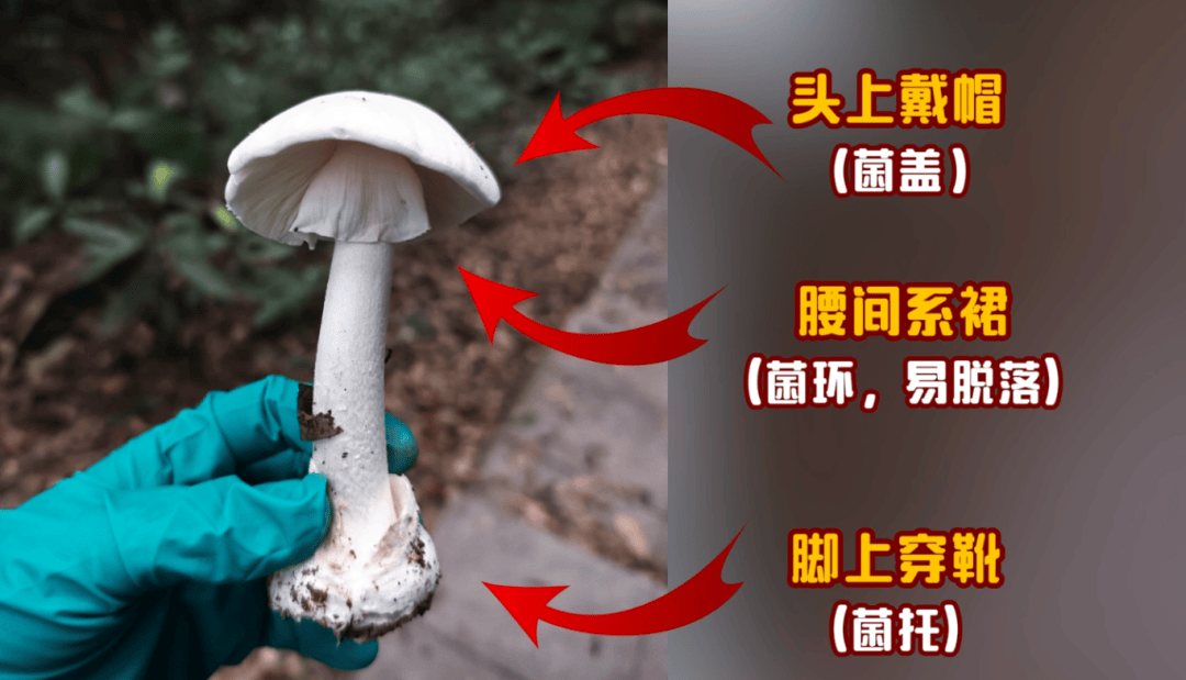 网红发文悼念婆婆：吃了邻居送的蘑菇中毒<strong></p>
<p>如何选股票</strong>，抢救四天四夜死亡！这些蘑菇避毒原则可能是陷阱→