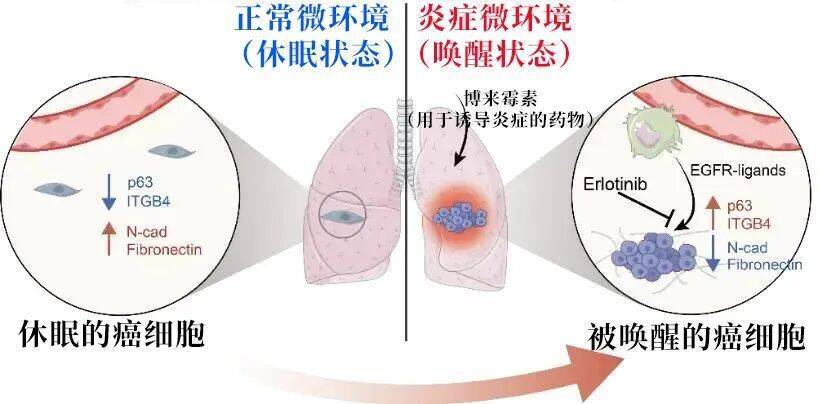 长期炎症会“唤醒”癌细胞<strong></p>
<p>京东方a股票</strong>！这份抗炎指南每个人都该看看