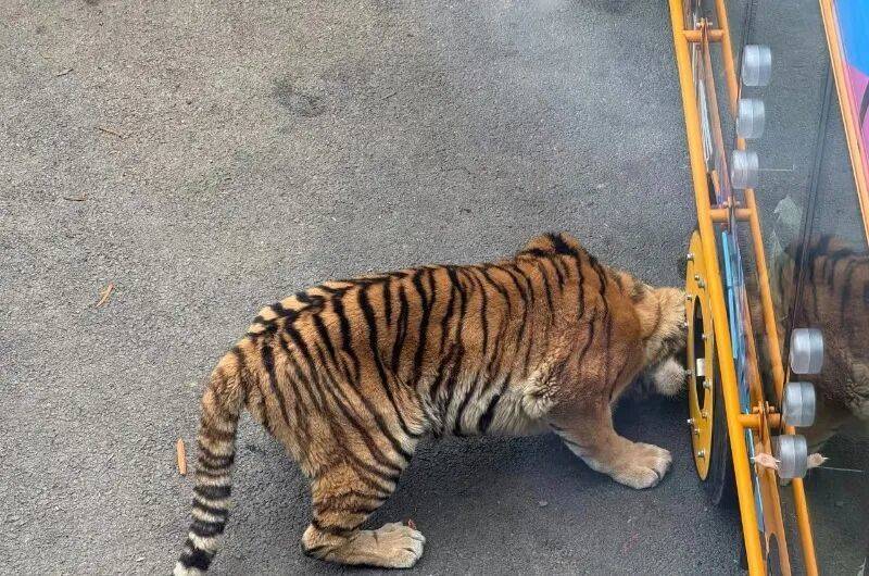 动物园观光车压碎老虎下巴<strong></p>
<p>360股票</strong>？园方：初步检查未发现重大伤情