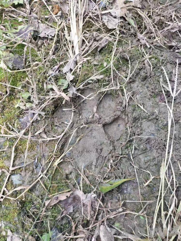 湖北鹤峰县疑再现老虎踪迹<strong></p>
<p>紫金矿业股票</strong>，村民家猪遭袭，玉米地发现脚印，此前男子自称干农活时被抓伤，当地回应