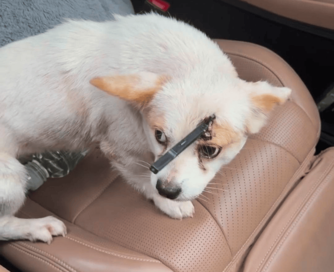 教育局回应“一教师用弓箭射杀小狗”:不实<strong></p>
<p>紫金矿业股票</strong>,小狗进学校前就被射伤