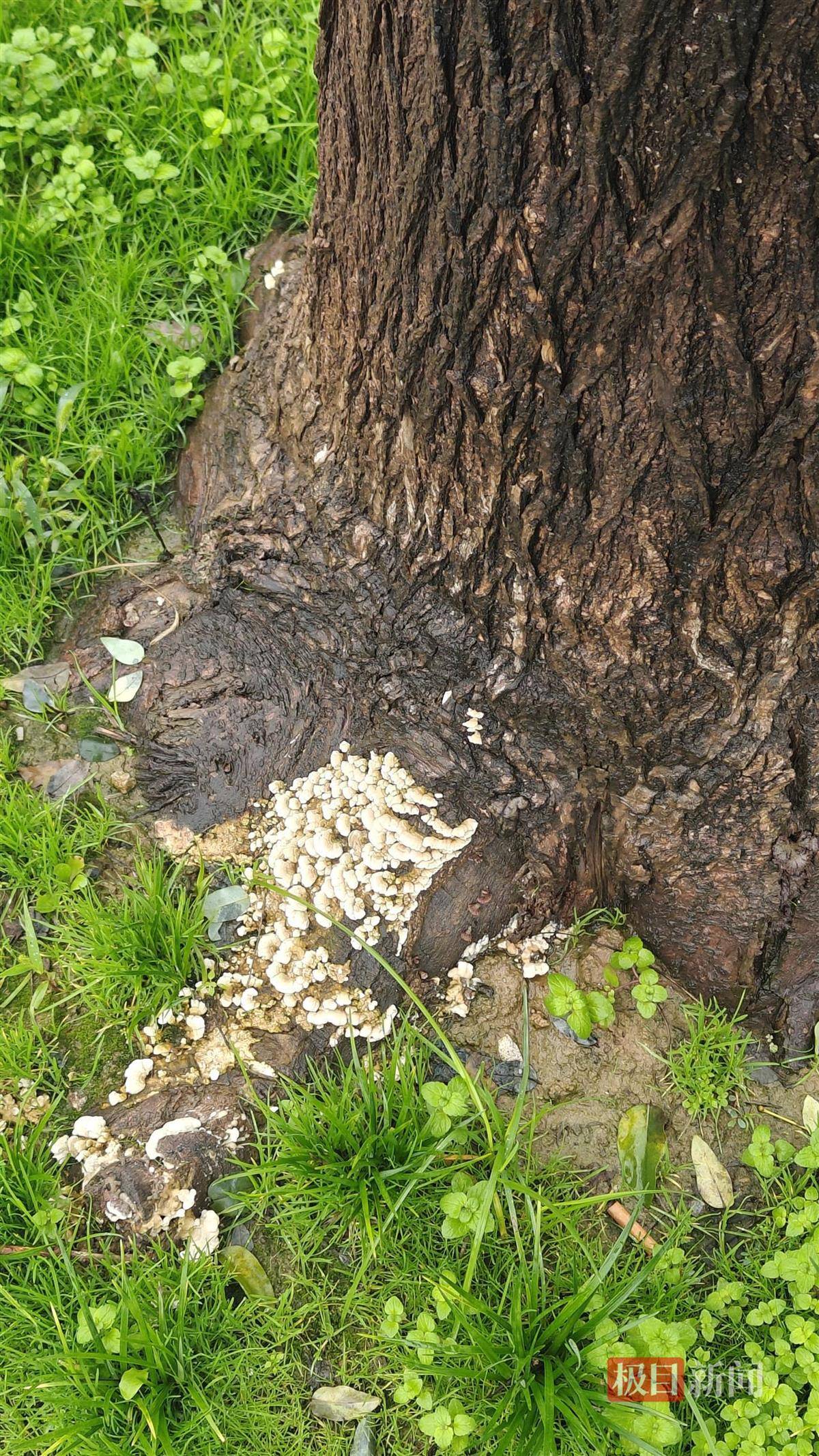 西安连续一个多月降雨遍地长蘑菇<strong></p>
<p>方正科技股票</strong>，大雁塔受潮，城墙布满青苔，气象局解释成因