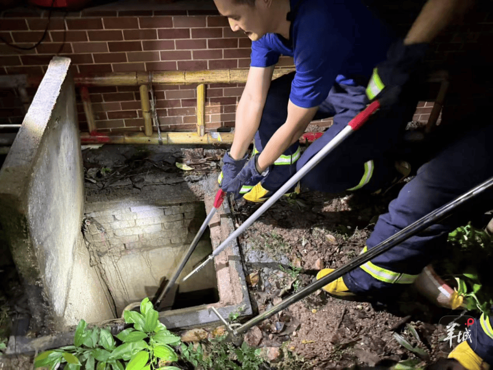 广州一小区蛇患频发：已抓超60条但未探测到蛇窝位置<strong></p>
<p>机器人股票</strong>，多方介入