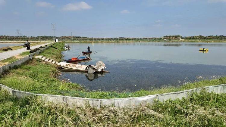武汉江夏一地大闸蟹大量上市<strong></p>
<p>京东股票</strong>,日产1000斤当天售完,每只螃蟹有自己的“身份证”,吃深海小黄鱼长大