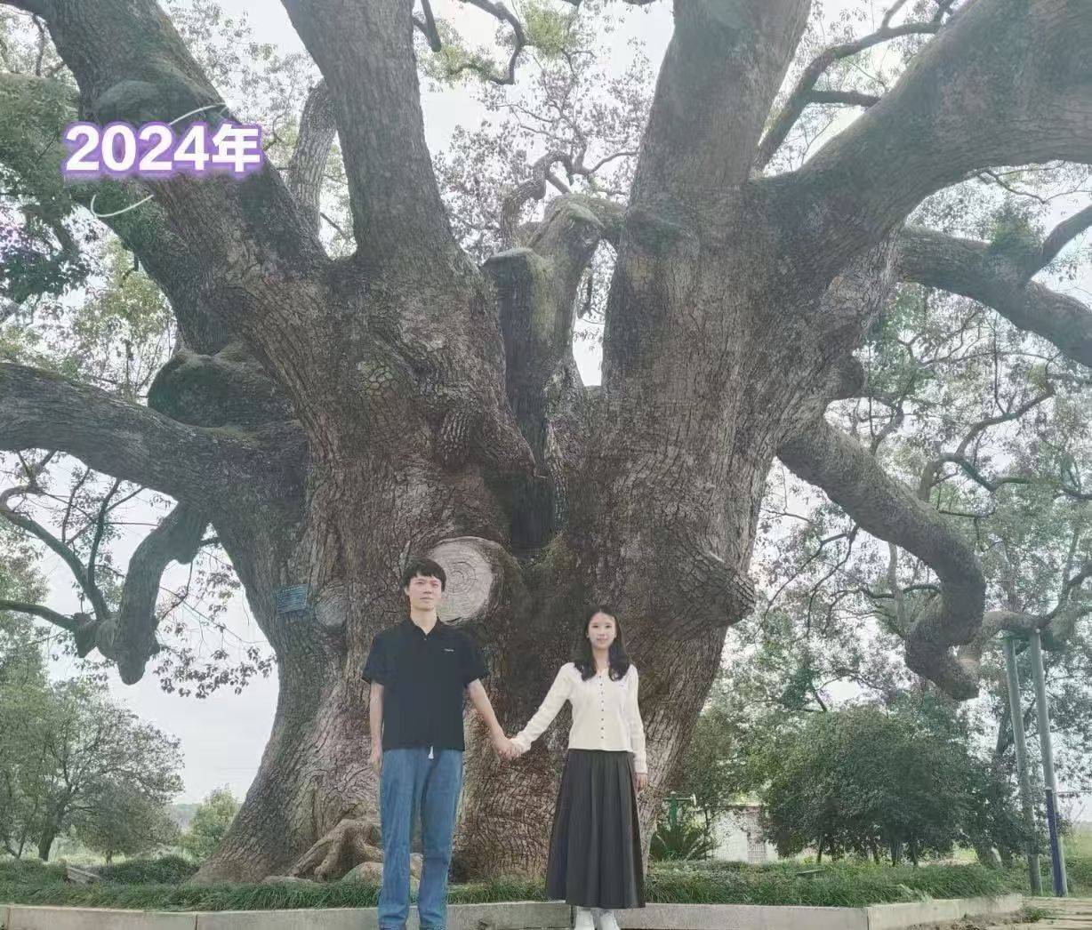 岳阳情侣连续9年在家乡千年古樟树下合影<strong></p>
<p>谷歌股票</strong>,今年国庆终修正果:希望爱情像古树一样长久