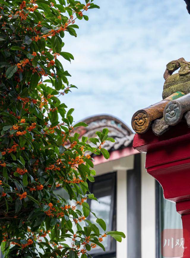 成都桂花又开了<strong></p>
<p>鲁抗医药股票</strong>？原来是因为……