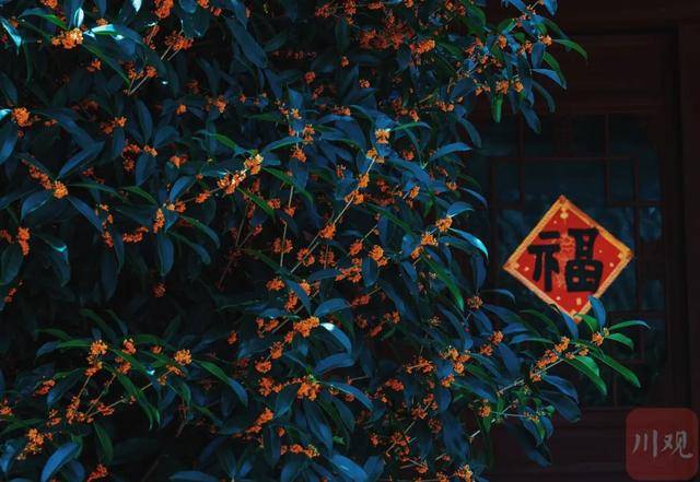 成都桂花又开了<strong></p>
<p>鲁抗医药股票</strong>？原来是因为……