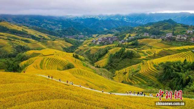 金秋<strong></p>
<p>上海贝岭股票</strong>，广西的梯田一点不输！