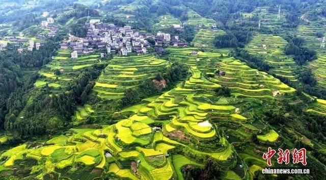 金秋<strong></p>
<p>上海贝岭股票</strong>，广西的梯田一点不输！