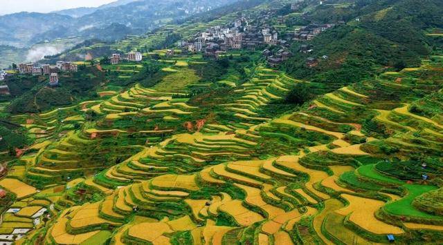 金秋<strong></p>
<p>上海贝岭股票</strong>，广西的梯田一点不输！