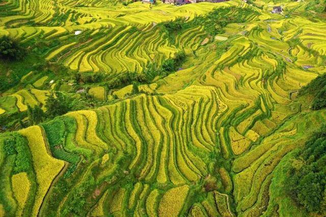 金秋<strong></p>
<p>上海贝岭股票</strong>，广西的梯田一点不输！