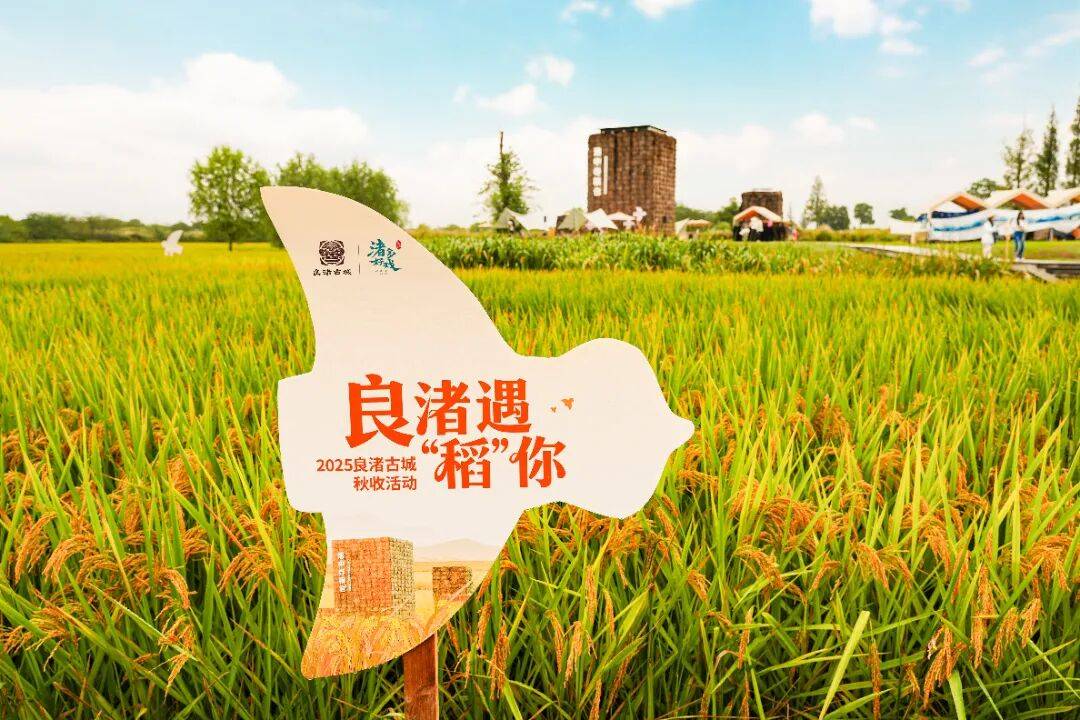 良渚遇“稻”<strong></p>
<p>上海贝岭股票</strong>你 | 秋季活动正当时