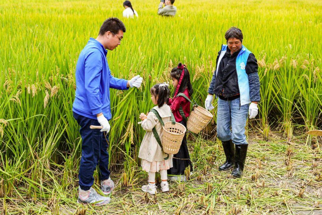 良渚遇“稻”<strong></p>
<p>上海贝岭股票</strong>你 | 秋季活动正当时