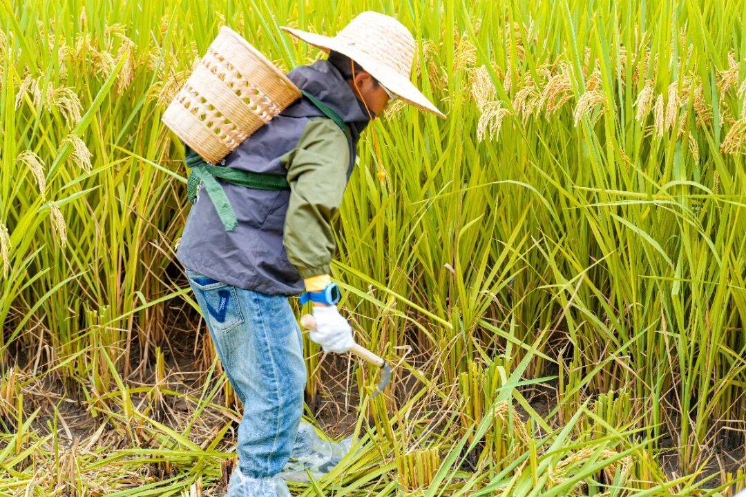 良渚遇“稻”<strong></p>
<p>上海贝岭股票</strong>你 | 秋季活动正当时