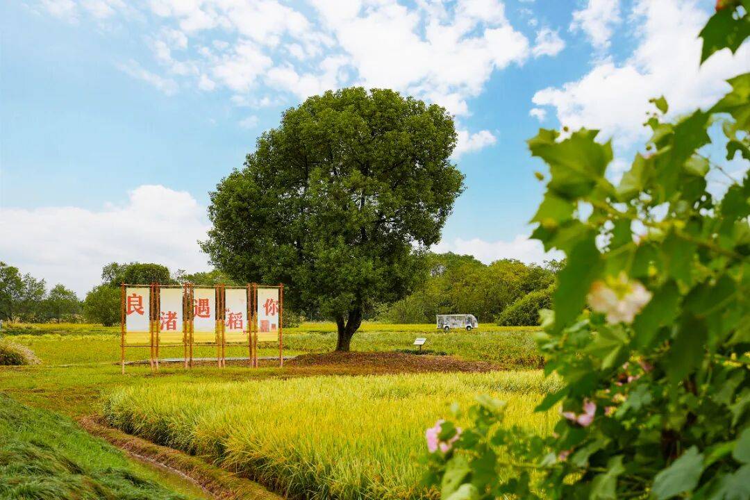 良渚遇“稻”<strong></p>
<p>上海贝岭股票</strong>你 | 秋季活动正当时