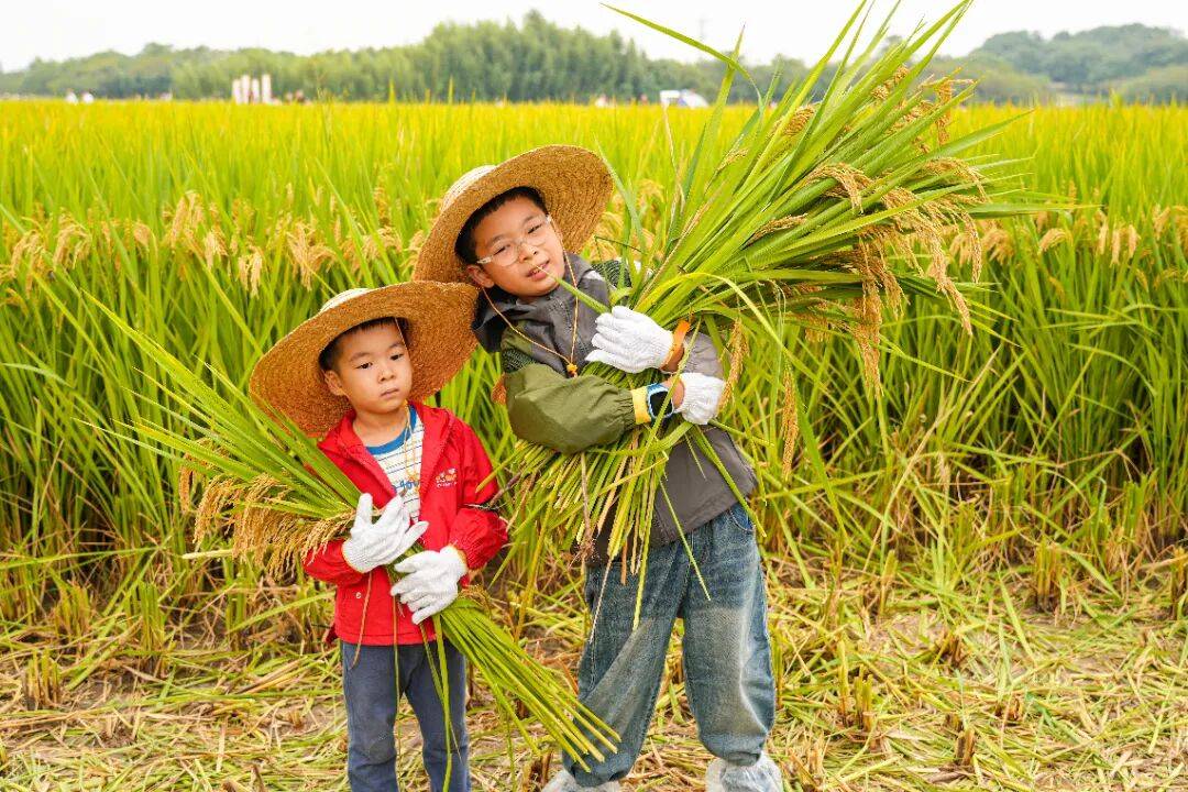 良渚遇“稻”<strong></p>
<p>上海贝岭股票</strong>你 | 秋季活动正当时