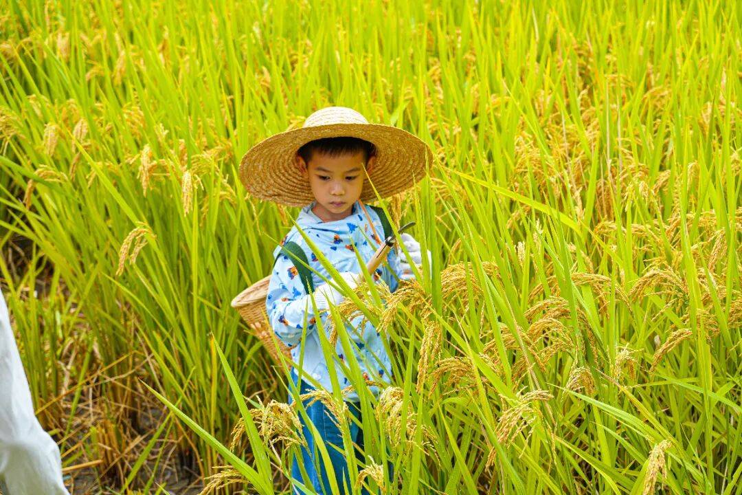 良渚遇“稻”<strong></p>
<p>上海贝岭股票</strong>你 | 秋季活动正当时