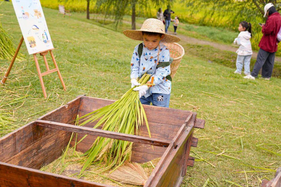 良渚遇“稻”<strong></p>
<p>上海贝岭股票</strong>你 | 秋季活动正当时