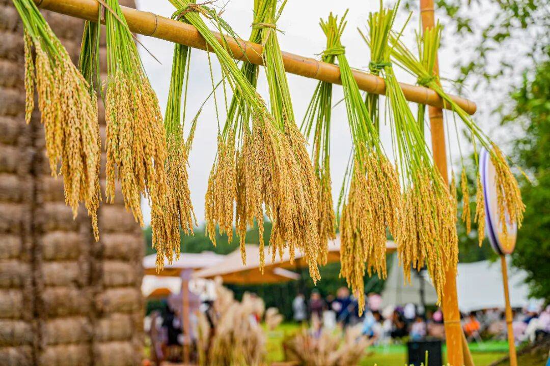 良渚遇“稻”<strong></p>
<p>上海贝岭股票</strong>你 | 秋季活动正当时