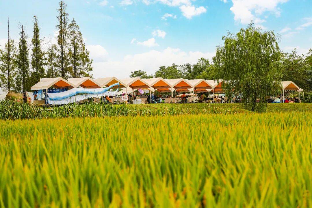 良渚遇“稻”<strong></p>
<p>上海贝岭股票</strong>你 | 秋季活动正当时