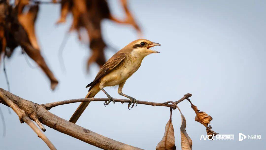 东莞最新发布:将严厉打击这些行为<strong></p>
<p>通富微电股票</strong>!
