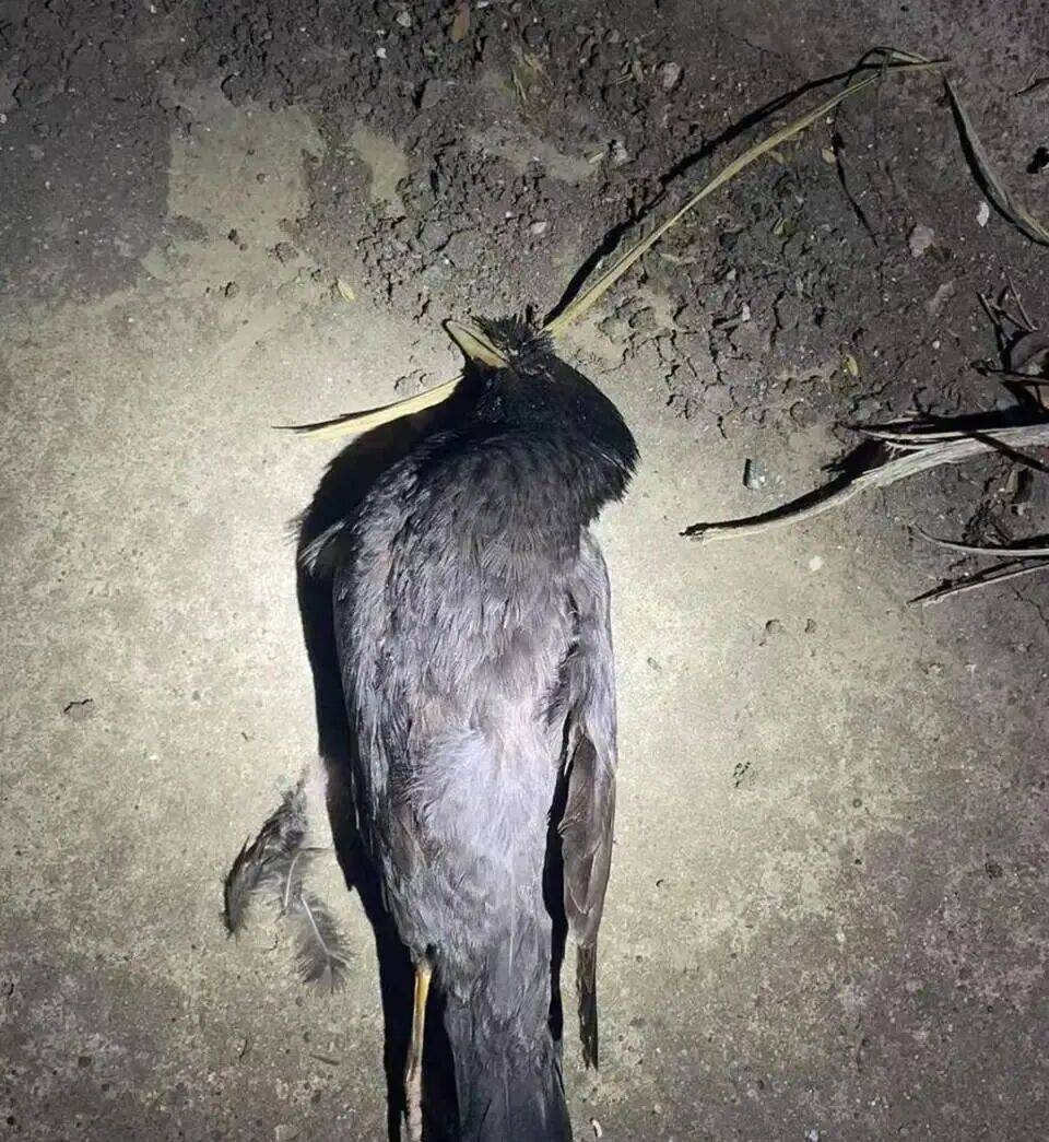 打开冰箱后民警懵了<strong></p>
<p>北方华创股票</strong>！男子"攒"了44只国家保护动物,供自己食用...